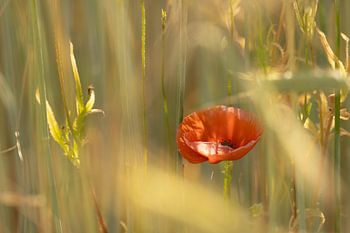 Mohnblume