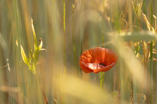 papaver