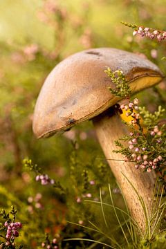 Champignon avec mouche. sur Alie Ekkelenkamp