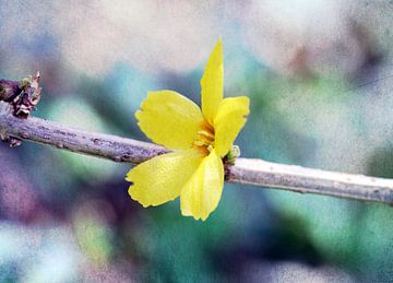 Forsythienblüte van Roswitha Lorz