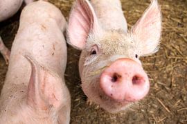 Nieuwsgierig neusje von Dennis van de Water