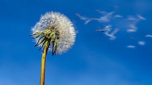 Paardenbloem in de wind van Dieter Walther