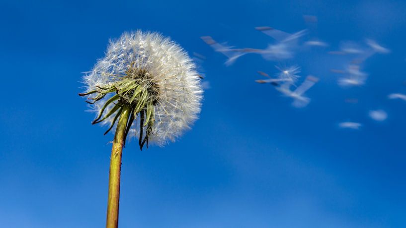 Dandelion in the wind by Dieter Walther