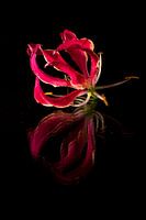 Roze bloem met reflectie.
