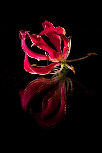 Roze bloem met reflectie.