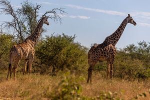 Afrikaanse Giraffen van Dennis Eckert