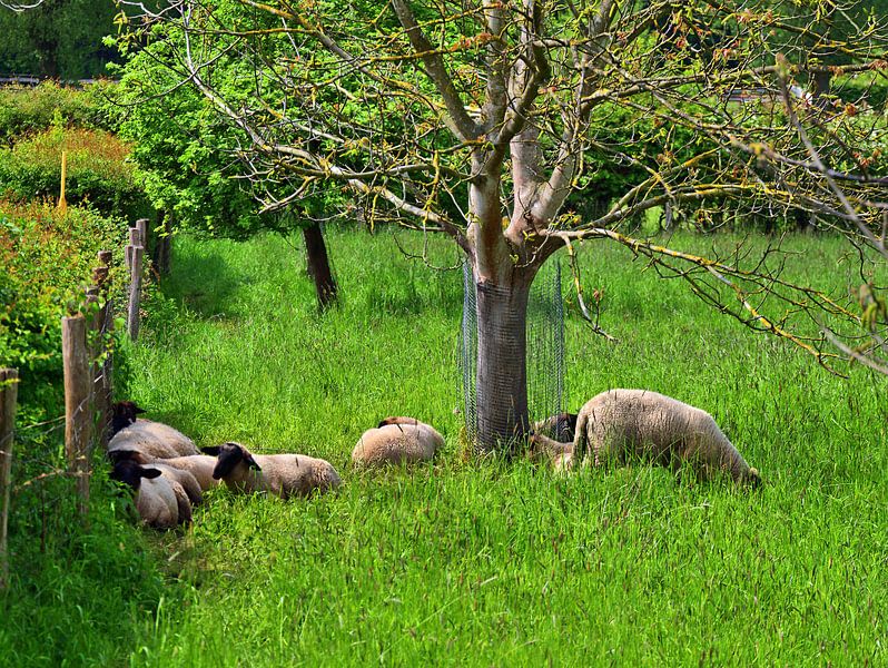 Sheep by Edgar Schermaul