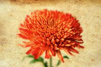 Schöne Blume, aber ein bisschen anders.