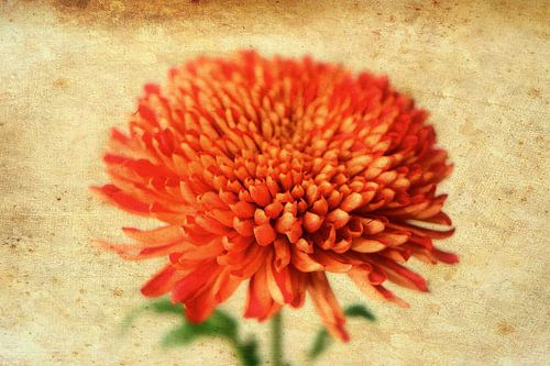 Prachtige bloem maar net even anders.