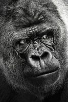 Portrait en gros plan d'un gorille
