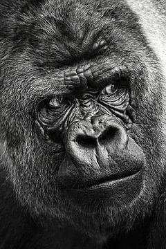 Porträt eines Gorillas in Nahaufnahme von Chihong