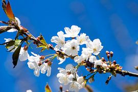 Witte bloemen by Nina Redek