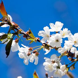 Witte bloemen sur Nina Redek