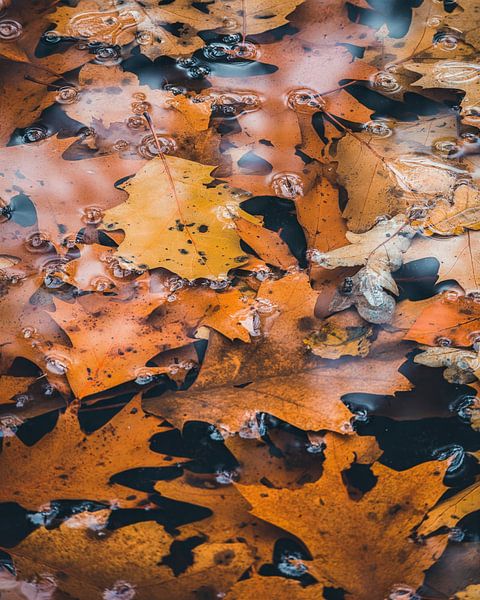 Herbstblätter in der Stille von Marcel van Oene