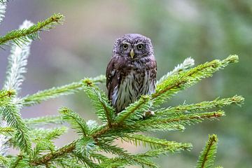 Pygmy Owl on a Branch by Teresa Bauer