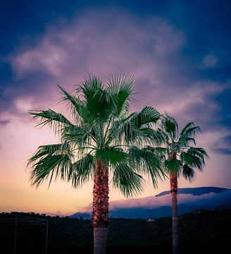 Palmbomen in het avondlicht van Andalusië van Alice's Pictures