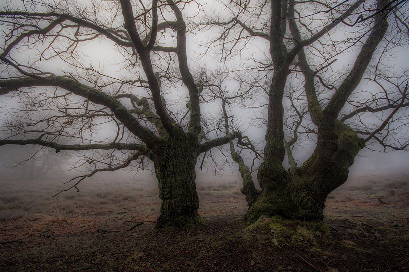 mystical morning by Bart Liesenborgs