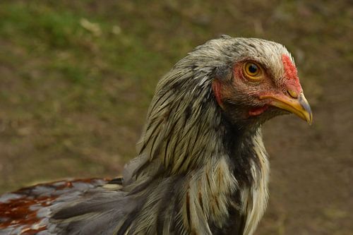 Kip portret van een nieuwsgierig half jaar oude Brahma haan