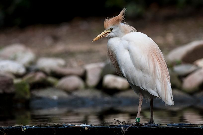 Cattle egret : Ouwehands Dierenpark by Loek Lobel