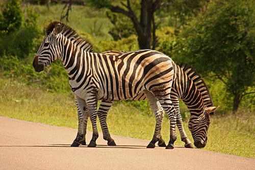 zuid-afrika ... Dubbele kop