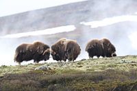 Muskusos Dovrefjell, Noorwegen