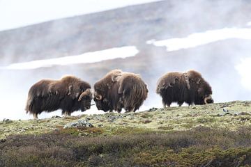 Muskusos Dovrefjell, Noorwegen van Frank Fichtmüller