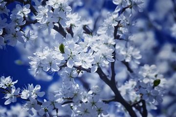 White blossoms in sunlight by marlika art