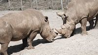 Rhinoceros duel by Teuntje van den Brekel thumbnail