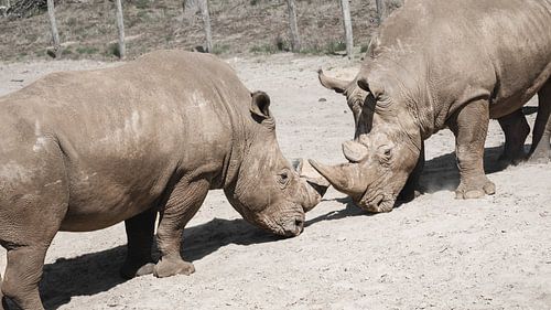 Duell der Nashörner
