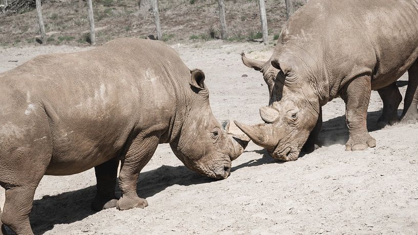 Rhinoceros duel by Teuntje van den Brekel