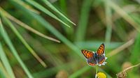 Small Firefly enjoys the nectar