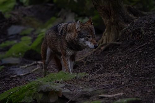 Graue Wölfe im Wald von Wesley Klijnstra