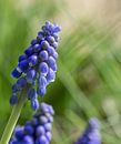 Blauwe bloemekes in de tuin van Ronald De Neve thumbnail