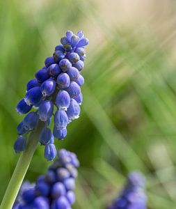 Blauwe bloemekes in de tuin