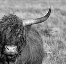 Portret Schotse Hooglander in zwart-wit van Alex Hiemstra thumbnail