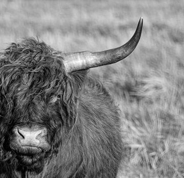 Portret Schotse Hooglander in zwart-wit van Alex Hiemstra