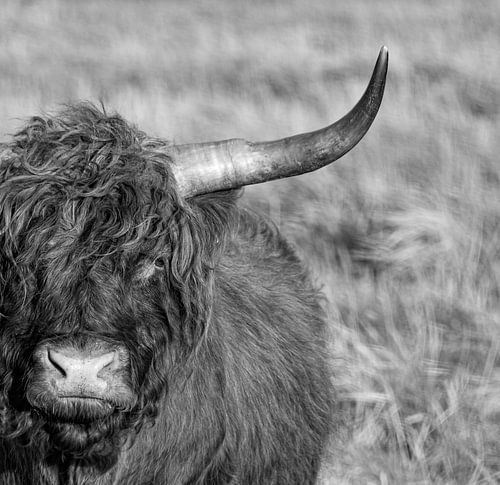 Portret Schotse Hooglander in zwart-wit