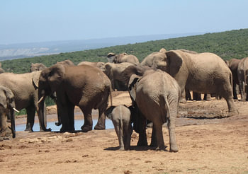 Achterkant grote en kleine olifant