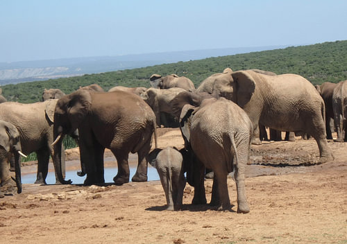 Achterkant grote en kleine olifant