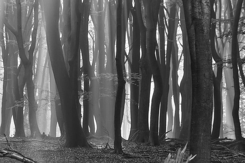 Speulderbos by Ad Jekel