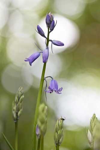 Lente in het bos von Teuni's Dreams of Reality