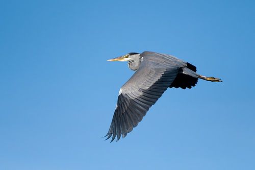 Blauwe reiger in vlucht