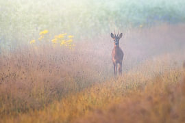 A roe deer on a lovely misty morning in the Netherlands by Jos Pannekoek