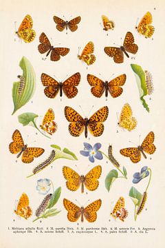 Prachtige kleurenplaat met oranje, bruine vlinders van Studio Wunderkammer