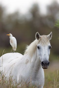 Wild horse in the Camargue