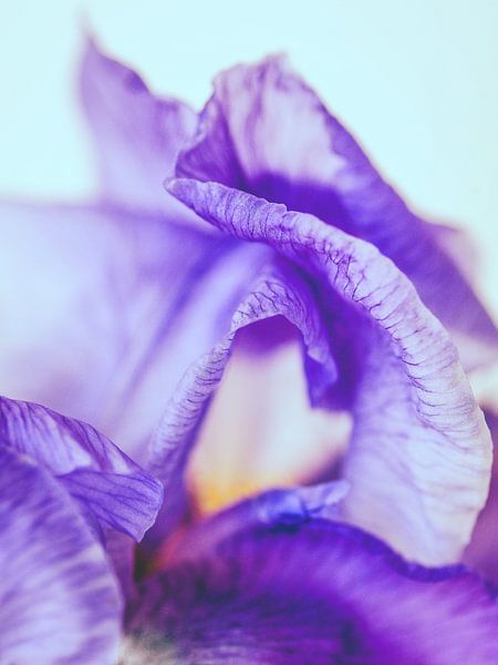 Tenderness by Miriam Meijer, en pleine campagne.....
