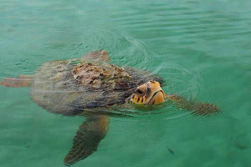 Zeeschildpad (Cheloniidae)