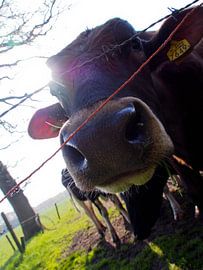 Boe by Wendy Bremmert