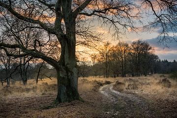 Een boom langs de weg