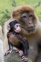 Baby Barbary macaque